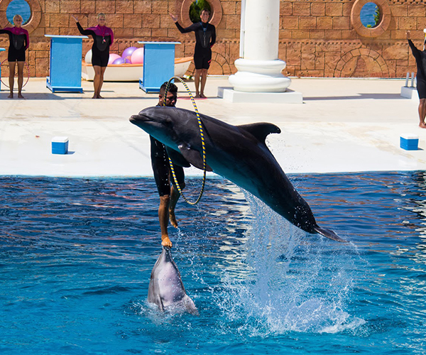 Dolphin Show Tour From Manavgat (Side)