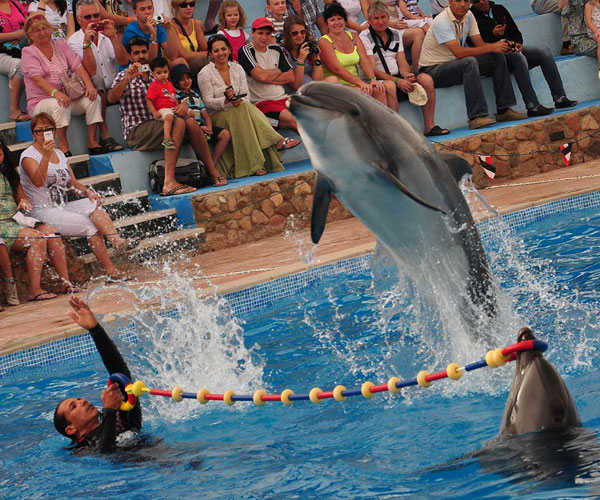 From Alanya Dolphin And Seal Show